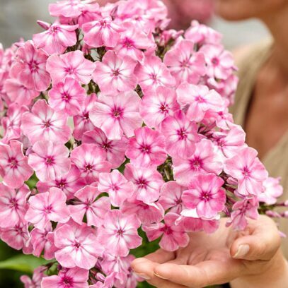 Floksis 'Hercules' (pieejams no jūnija)